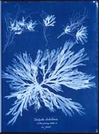 algae cyanotype