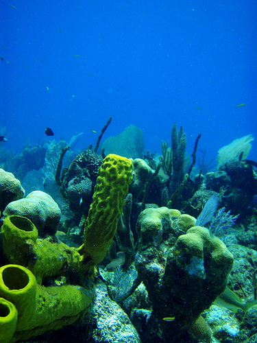 Coral Reefs in Belize Courtesy of Mike Baird