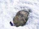 Rock near surface of lake ice, Lake Bonney, Antarctica